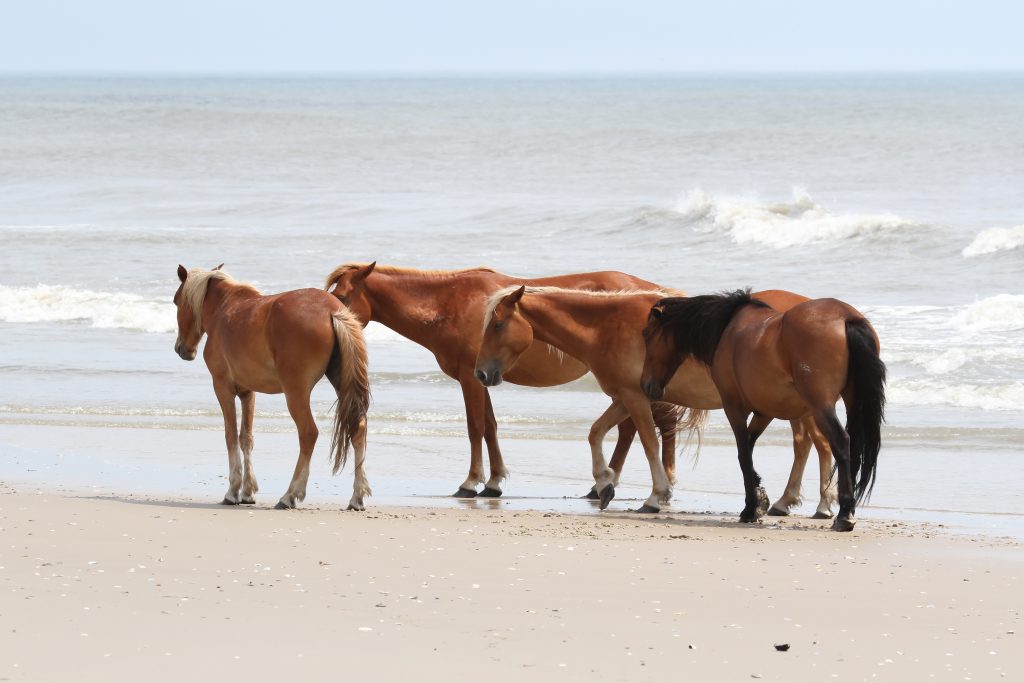 Wild Horses of Corolla, North Carolina, USA Currituck Chamber of Commerce