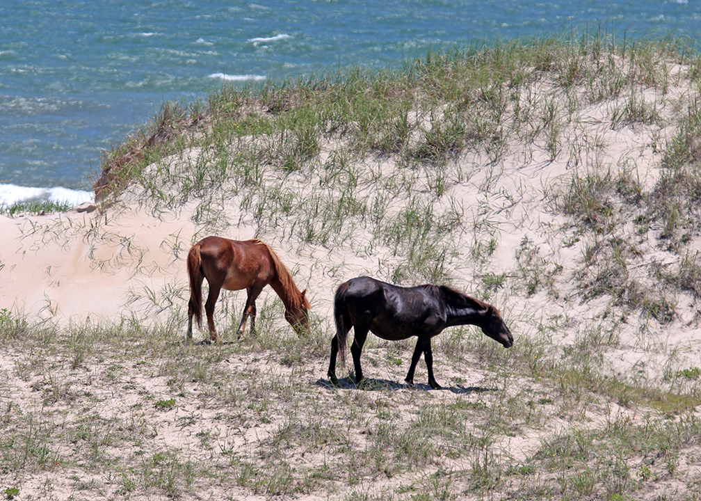 Corolla Wild Horses of Currituck County, NC